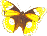 Diadema bolina