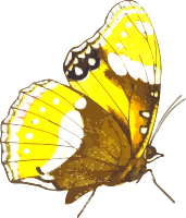 Diadema bolina 2