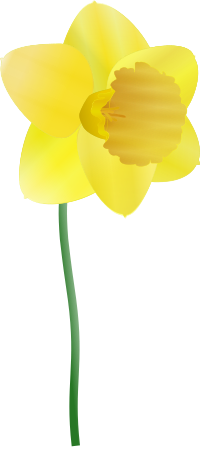 daffodil