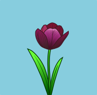 Tulip flower