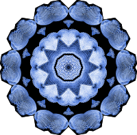 Acephala 6