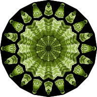 Acephala 12