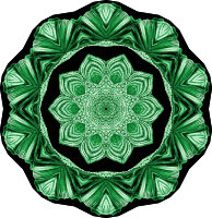 Acephala 13