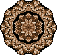 Acephala 11