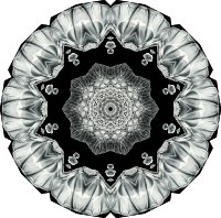 Acephala 14