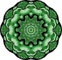 Acephala 16