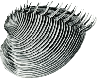 Bivalve 2 - cytherea dione
