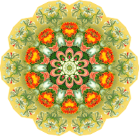 Orchidae 25