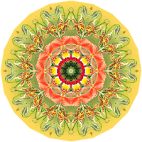 Orchidae 27