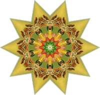 Orchidae 29