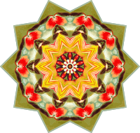 Orchidae 30