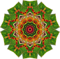 Orchidae 36