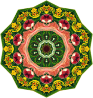 Orchidae 38
