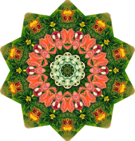 Orchidae 39