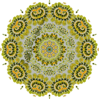 Siphonophorae 13