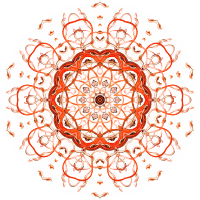 Siphonophorae 18