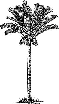 Date palm