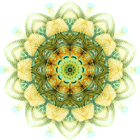 Filicinae 27