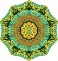 Filicinae 31
