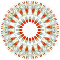 Copepoda 3
