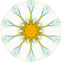 Copepoda 18