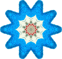 Copepoda 22