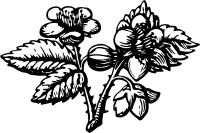 Flower 37