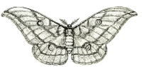 Moth 3