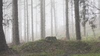 High Poly Fog Enshrouded Forest