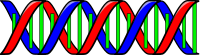 Double Helix (DNA)