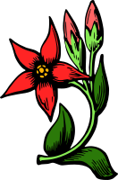 Flower 34 (colour)