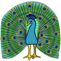 peacock - coloured