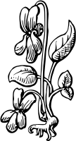 Flower 43