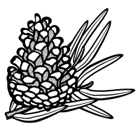 conifer cone - lineart