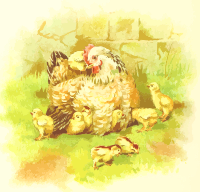 Hen and chicks