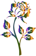 Chromatic Rose Silhouette No Background