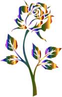 Chromatic Rose Silhouette Variation 2 No Background