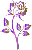 Polychromatic Rose Silhouette No Background