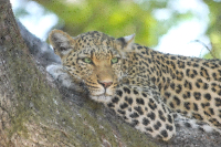 High Poly Leopard