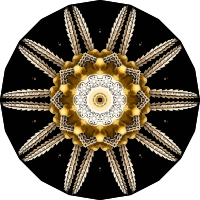 Echinidea 3