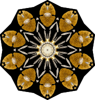 Echinidea 7