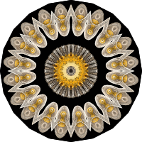 Echinidea 16