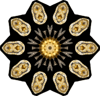 Echinidea 19