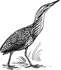 Bittern
