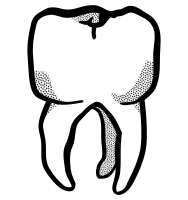 tooth - lineart