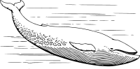 Blue whale