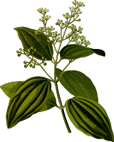 Ceylon cinnamon (smaller file)