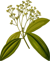 Chinese cinnamon (smaller file)