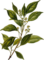 Camphor tree (detailed)