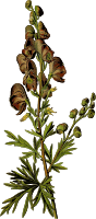 Wolfsbane (detailed)